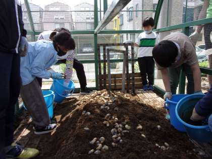 小屋の中にカブトムシの幼虫を入れます