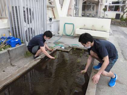 田植え