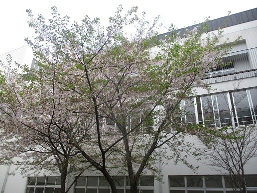 ４／１２　桜.jpg