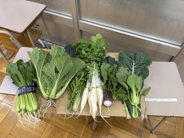 小松菜の仲間、アブラナ科の野菜たちです。