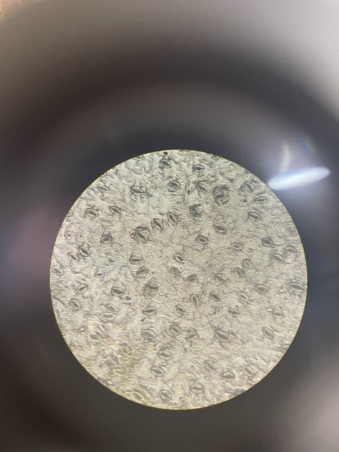 ６年理科　気孔の様子