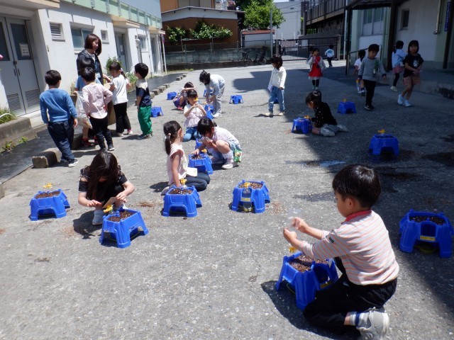 生活科　アサガオのたねまき