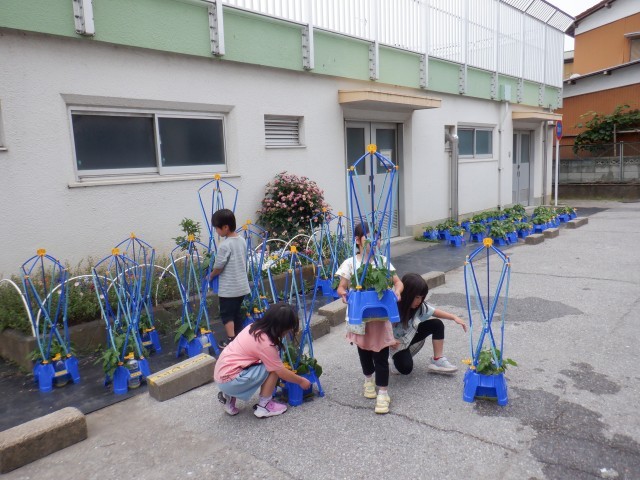 アサガオのお世話