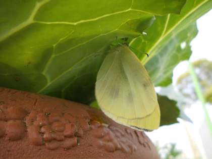 モンシロチョウのせい虫