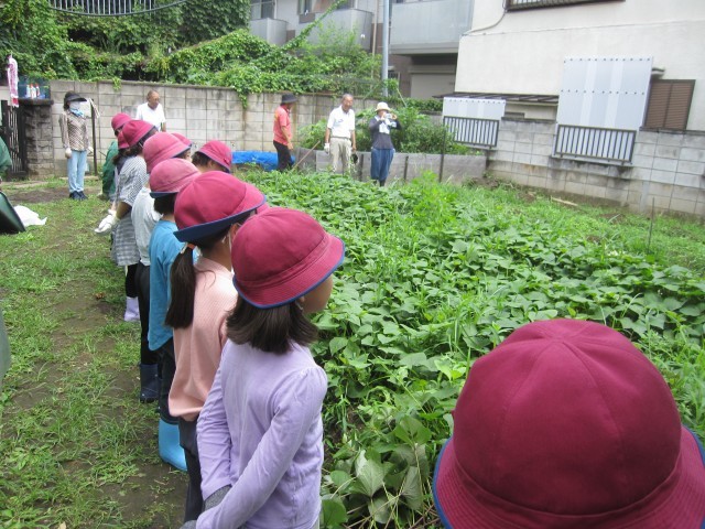 ふき農園　雑草抜き (1).JPG