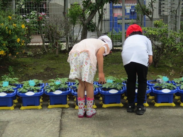 0528朝顔1年.JPG