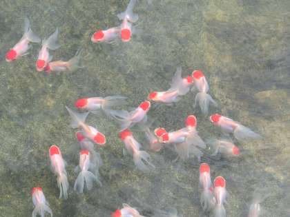 堀口養魚場