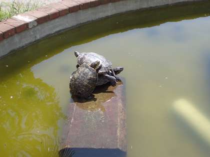 友情の池のカメさん