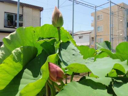 開花待つつぼみ