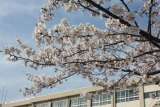校庭の満開の桜