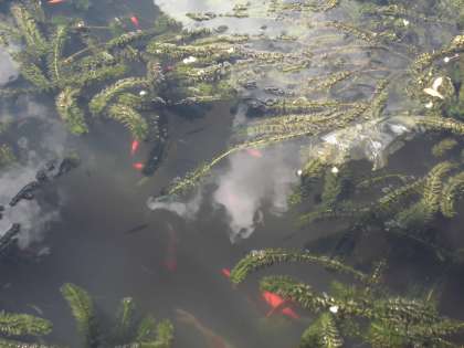 ほり口養魚場