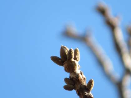 旧江戸川土手の桜の様子から