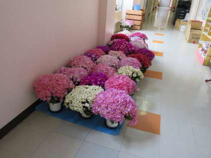 入学式用花卉の点検