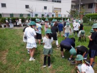 休み時間に農園の草取りを行いました。暑い中よく頑張りました。バッタやカマキリが捕れました。