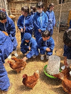 養鶏体験その２