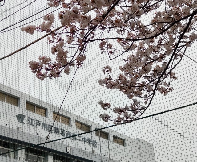 校舎と桜