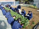 小松菜を収穫