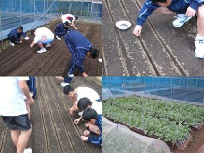 小松菜の種まき、大根も成長