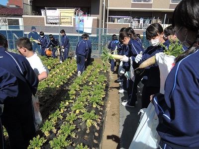 大きい大根が