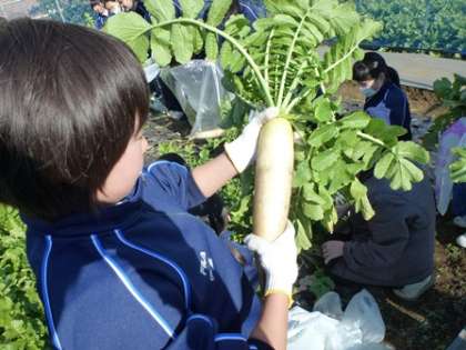 大根も立派に育って