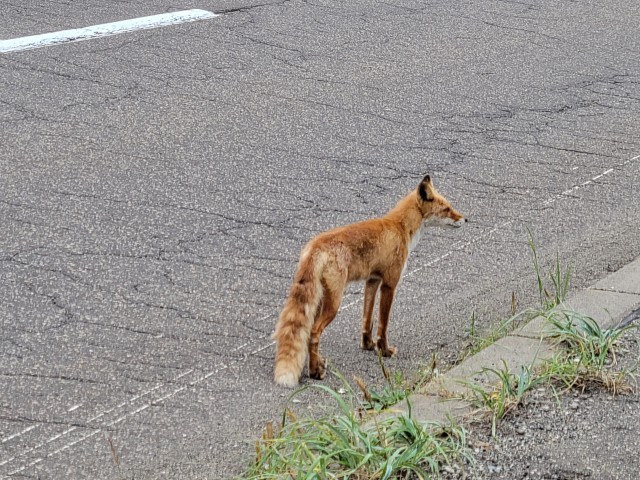 キタキツネ
