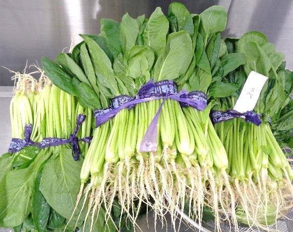 立派な小松菜、沢山いただきました！