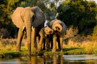 closeup-shot-elephants-standing-near-lake-sunset_181624-29375.jpg