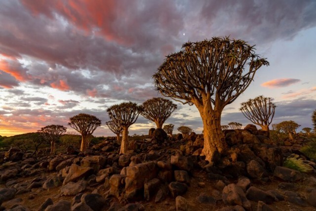 view-quiver-trees-forest-with-beautiful-sky-sunset-twilight-sky-scene-keetmanshoop-namibia_1150-21606.jpg